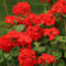 80 semillas de flores de geranio rojo