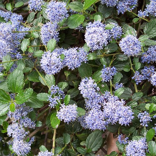 Ceanothus repens Immergrüner Gartenstrauch für den Außenbereich Winterharte Pflanze im Topf – Ideal für Blumenbeete, Rabatten und mehr