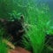 Eleocharis Vivipara - Aquarium Plants