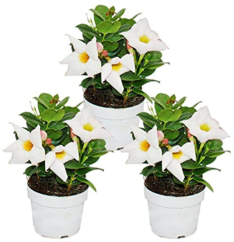 Exotenherz - Dipladenia – Gelsomino cileno – Vaso da 10 cm – Set di 3 piante – Bianco