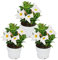 Exotenherz - Dipladenia – Gelsomino cileno – Vaso da 10 cm – Set di 3 piante – Bianco