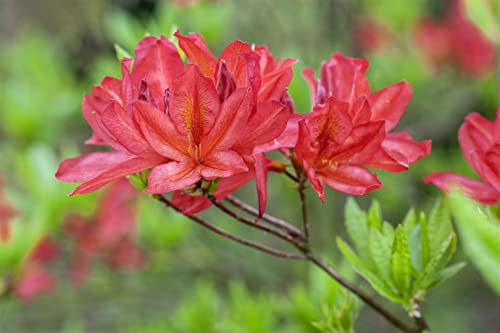 Rhododendron luteum 'Tunis' 30–40 cm – Winterhart, Mehrjährig – Azalee – Blütenstrauch für Garten & Beet