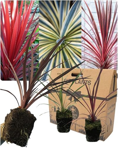 3 Mixed Live Cordyline Garden Plants - Red Star, Charlie Boy & Torbay Dazzler. Grown in Large 13cm Pots, 30-40cm Tall. Ornamental Hardy Evergreen Garden Ready Outdoor Shrub or Indoor House Plant.