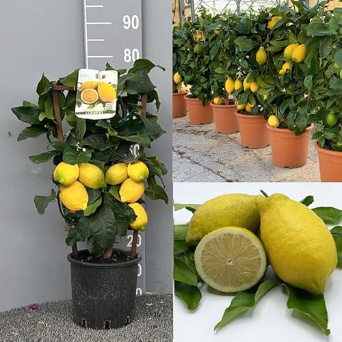 SAVINI VIVAI Zitronenpflanze, Zitrusbaum Lunario, Zitronenspalier im 20 cm Topf, Höhe 60-70 cm, 2-3 Jahre Veredelung, hergestellt in Italien