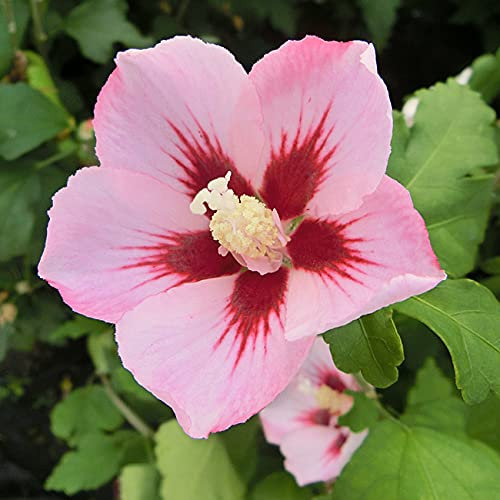 Hibiskus Garteneibisch Hamabo - Hibiscus syriacus - winterhart und mehrjährig - 1 Zierstrauch von Garten Schlüter - Pflanzen in Top-Qualität 30-40 cm