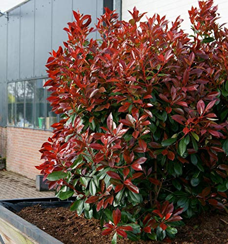 Glanzmispel Perfecta 100-125cm - Photinia fraseri - Gartenpflanze