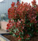 Glanzmispel Perfecta 100-125cm - Photinia fraseri - Gartenpflanze