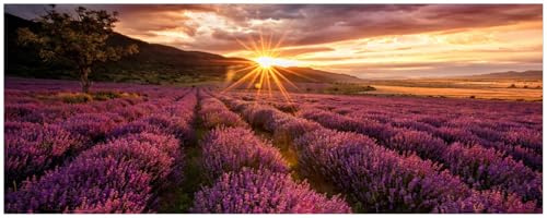 Wallario Küchenrückwand selbstklebend 115 x 50 cm, Motiv: Lavendelfeld bei Sonnenuntergang - Sonnenstrahlen | Spritzschutz abwischbar & pflegeleicht