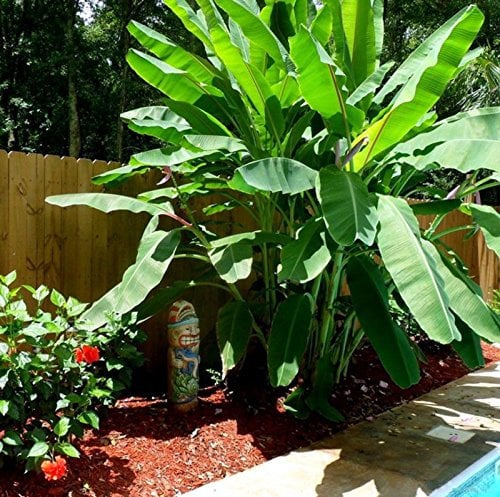 TropicalDwarf Essbare Bananen-Baum Pflanze Fruchtsamen (Musa acuminata) 5+-Pack