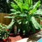 TropicalDwarf Essbare Bananen-Baum Pflanze Fruchtsamen (Musa acuminata) 5+-Pack