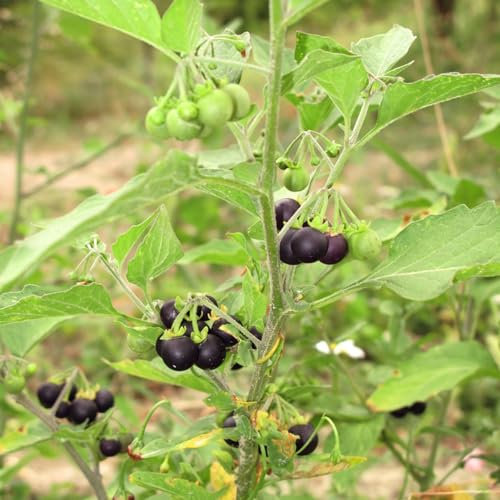 50 pcs Nachtschatten samen - herbs pflanztopf zimmerbonsai bonsai küchenkräuter vegetable seeds bohnenkraut pflanze wildkräuter samen kleines geschenk für frauen