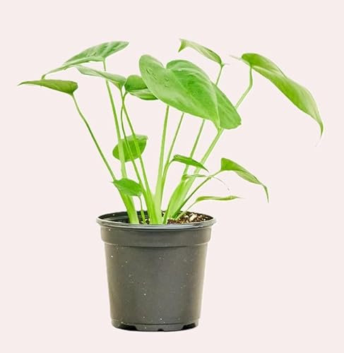 Monstera deliciosa (Swiss Cheese Plant) Height 20/25cm. - 10cm Pot British Grown