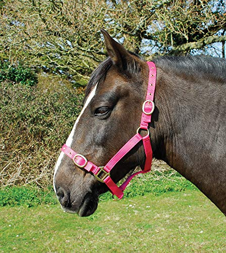 Rhinegold Nylon Headcollar - Shetland - Raspberry