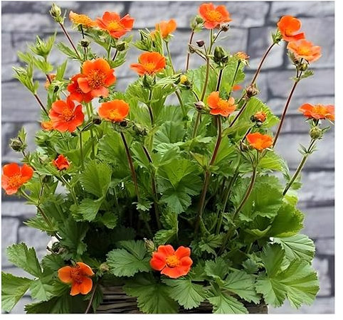 1 x Geum coccineum 'Koi' (Winterhart/Stauden/Staude/Mehrjährig/Immergrün) Orangerotblühender Nelkenwurz - Sehr Bienenfreundlich - Feuerorange Blüten für dynamische Gartenbilder - von Stauden Gänge