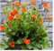 1 x Geum coccineum 'Koi' (Winterhart/Stauden/Staude/Mehrjährig/Immergrün) Orangerotblühender Nelkenwurz - Sehr Bienenfreundlich - Feuerorange Blüten für dynamische Gartenbilder - von Stauden Gänge