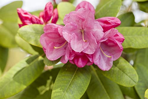 Rhododendron williams. 'Gartendir. Glocker' 30-40 cm - Rhododendron, rosa Blüten, Blütezeit Mai-Juni, ideal für halbschattige Standorte, immergrün, winterhart