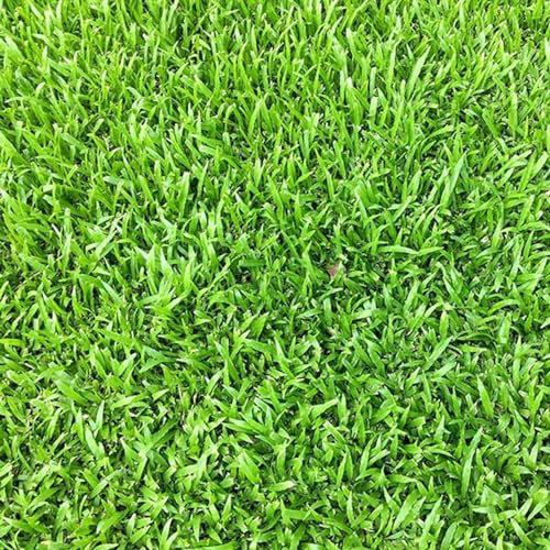 La zappa Semi di prato piante per orto e giardino coltivazione domestica e professionale (Gramigna)