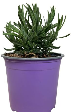 Lavanda Stoecha Planta Natural de Exterior - Maceta de 13 cm - Cantueso Flores para Terraza y Jardín