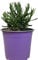 Lavanda Stoecha Planta Natural de Exterior - Maceta de 13 cm - Cantueso Flores para Terraza y Jardín