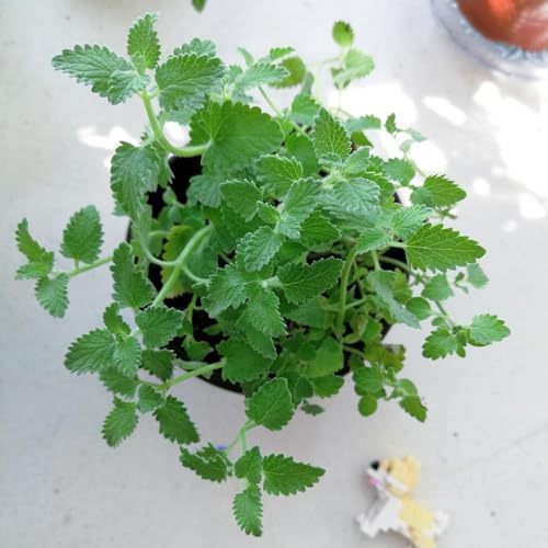 gatta - Nepeta cataria interno coltivazione di giardino di biologiche per la copertura del terreno balcone sostenibili 400semi