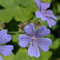semi di geranio resistenti fiori primaverili, piante resistenti in vaso semi di geranio perenni piante rare, fiori decorazione soggiorno selvatici perenni erbe aromatiche da giardino 300pcs