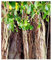 Shop Meeko Banyan - Bonsai - Ficus benghalensis - 100 Samen