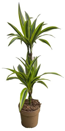 Cool Green - Planta natural - Drácena Lemon Mediana