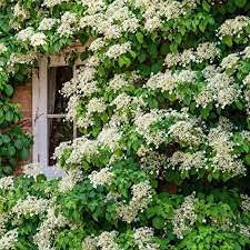 Aamish 15 semillas de flor de hortensia trepadora