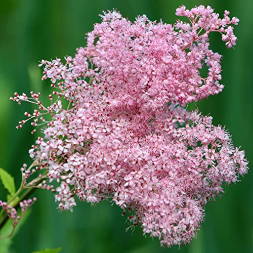 6 x Mädesüß 'Venusta' - Filipendula Rubra 'Venusta' Topf 9x9cm: Zierliche rosa Blüten, hoher Wuchs, ideal für Teichränder und feuchte Standorte.
