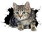 Jitnga 3D Abnehmbare Katzen Wandaufkleber Für Autos, Fenster Und Motorräder - Lustige Simulation Katze Aufkleber Für Eine Selbstklebende Dekoration Und Styling
