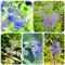 300 pcs Bartblume Samen bonsai baum pflanztöpfe pflanzen für balkonkästen winterhart Bartblume Pflanze, Caryopteris clandonensis, balkon pflanzen winterfest gartendeko für draußen