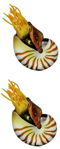 Ciieeo 2 Stück Aquarienverzierung Nautilus-Muschel-Dekoration Groß Fisch Tank Muscheln Für Aquarium Dekorationen Hülse Nautilus-Schale Muscheldekor Produkte Fischtank Dekore