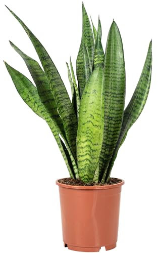 Chanvre arqué, plante d'intérieur facile d'entretien, Sansevieria zeylanica, hauteur : env. 45 cm, diamètre du pot : 14 cm