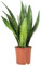 Chanvre arqué, plante d'intérieur facile d'entretien, Sansevieria zeylanica, hauteur : env. 45 cm, diamètre du pot : 14 cm