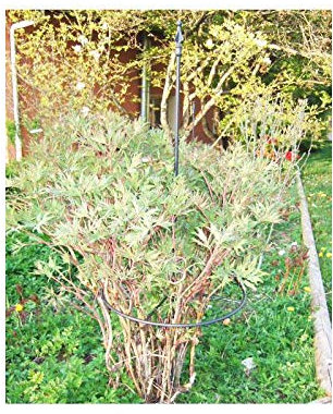 L'Héritier Du Temps Tuteur à Cerceau GM Réglable Treillis de Jardin Guide pour Fleurs Plantes Extérieur en Fer Forgé Gris Anthracite