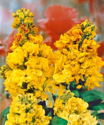Erysimum cheiri 'Yellow Bird' ca. 9x9 cm Topf - Goldlack, leuchtend gelbe Blüten, Blütezeit April-Juni, ideal für Rabatten, bienenfreundlich, pflegeleicht