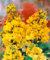 Erysimum cheiri 'Yellow Bird' ca. 9x9 cm Topf - Goldlack, leuchtend gelbe Blüten, Blütezeit April-Juni, ideal für Rabatten, bienenfreundlich, pflegeleicht
