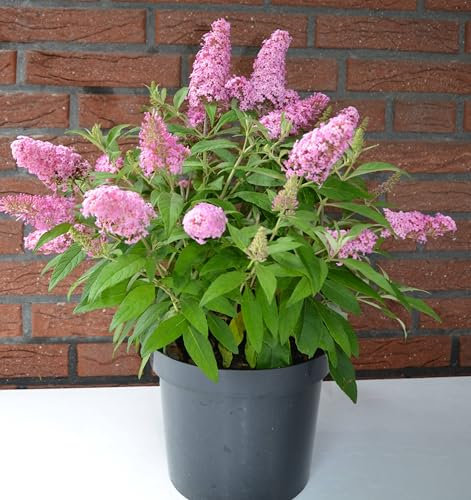Schmetterlingsstrauch Buddleja Butterfly Candy Little Pink 30-40 cm im 5 Liter Pflanzcontaier