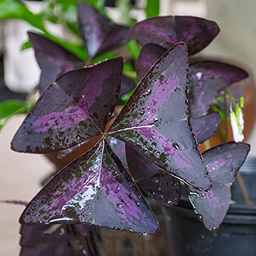 4 Stück zwiebeln oxalis triangularis pflanze Kleeblätter Glücksklee blumendeko pflanzen deko topfpflanzen draußen winterhart garten balkonpflanzen winterharte blumen