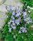 Campanula poscharskyana 'Lisduggan Variet.' ca. 9x9 cm Topf - Polsterglockenblume, violette Blüten, Blütezeit Mai-September, ideal für Steingärten, pflegeleicht und winterhart