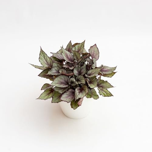 Pianta vera di Begonia rex Maori Haze - Diametro Vaso Ø 17 cm