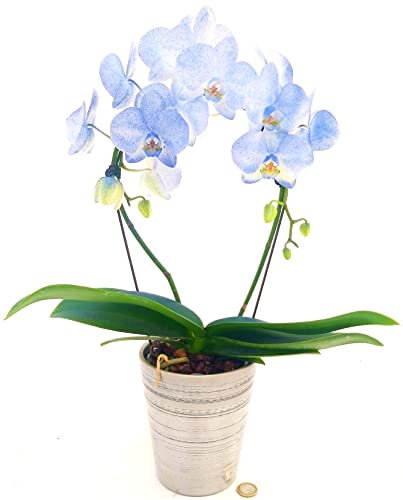 POWERS TO FLOWERS - ORCHIDEA PHALAENOPSIS BLU AD ARCO IN VASO CERAMICA ARGENTO, VASO 13CM, Pianta Vera