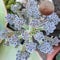 Kalanchoe-Samen, 100 Stück Sukkulenten, einfach zu züchten, fruchtbar, wetterbeständig, tropische Gartendekoration, dekorative Blumen, Pflanzen, Balkon, Kalanchoe-Gartenzubehör Saatgut