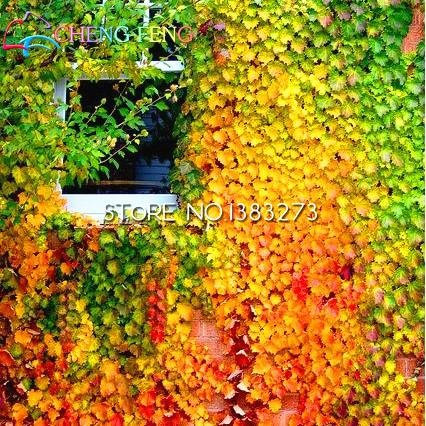 Naranja: 100 piezas color de sangre raro caliente Boston Ivy Seeds Jardin follaje plantas para bonsai flor hogar jardinería hierba en maceta