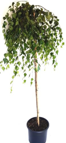 Trauerbirke 'Youngii' Betula pendula Hängebirke 230 cm Hochstamm | Winterhart, Dekorativ, Für Garten, Stammhöhe 180 cm