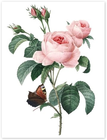 Rose aux cent pétales Poster de Pierre Joseph Redouté 13 x 18 cm Vert Tableaux Décoration murale