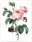 Rose aux cent pétales Poster de Pierre Joseph Redouté 13 x 18 cm Vert Tableaux Décoration murale
