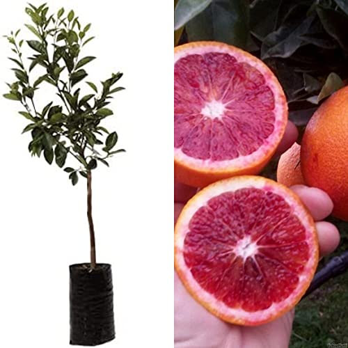 Arancio Fragola rossa di Sicilia 150 cm 2 anni innestata Vivaio Annese
