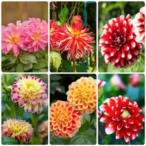 9 pcs blumenzwiebeln dahlien mehrjährig winterhart - kleine geschenke zwiebel wildblumen dahlie dahlia zwiebeln zimmerpflanze blumenzwiebeln frühblüher blumenzwiebeln mehrjährig winterhart