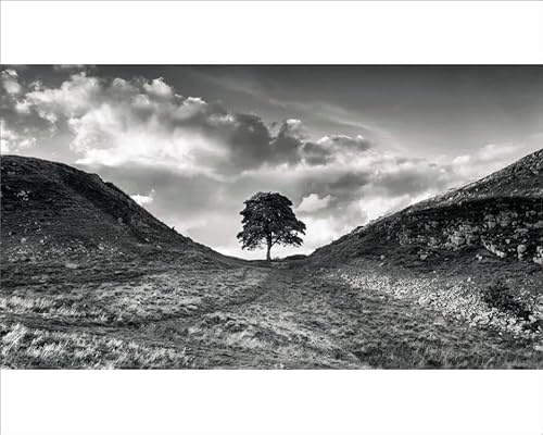 Media Storehouse Sycamore Gap Tree Print, Hadrians Wall, Northumberland - Print 10x8 (25x20cm) (20116249)